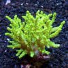 Green Finger Leather Coral