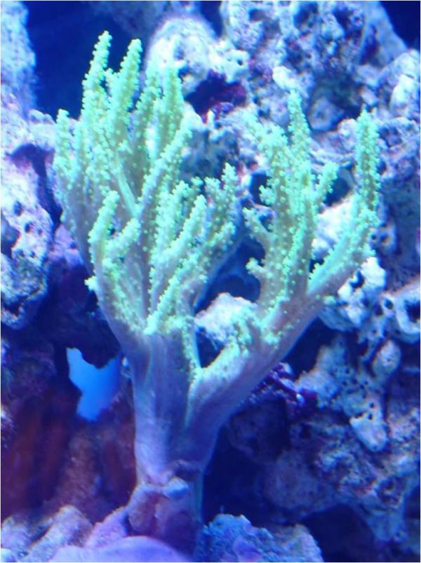 Green Finger Leather Coral