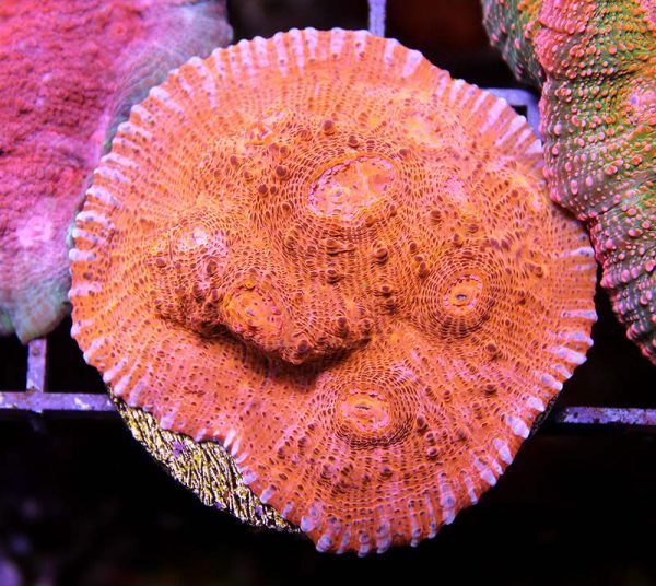 Orange Chalice Coral