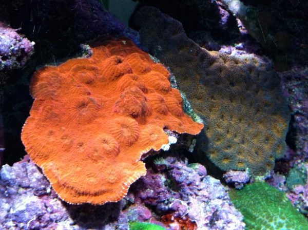 Orange Chalice Coral