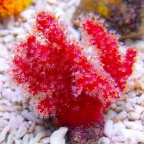 Chili Cactus Coral