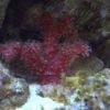 Chili Cactus Coral