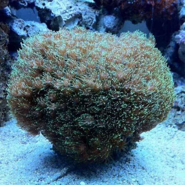 Brittle Coral
