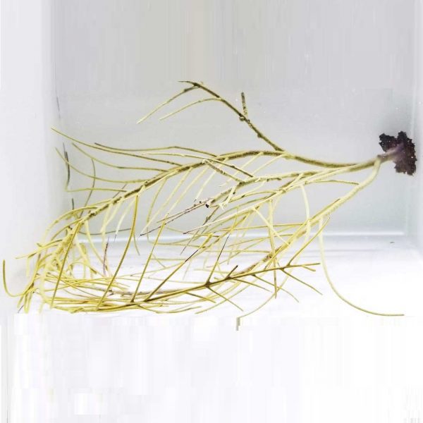 Yellow Willow Gorgonian