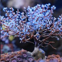 مرجان گورگانیا درختی بلوبری Blueberry tree coral