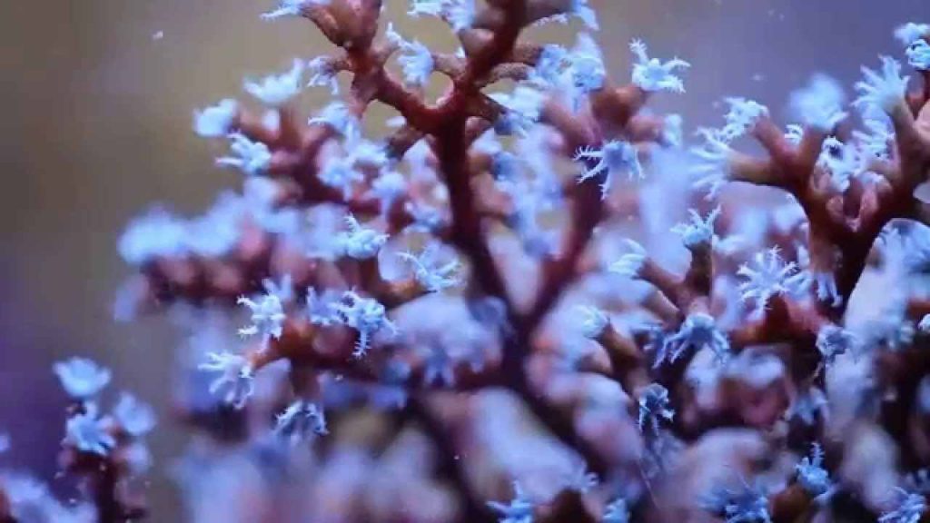 Blueberry tree coral