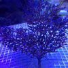 Blueberry tree coral