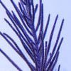 Purple Brush Gorgonian