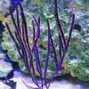 Purple Whip Gorgonian