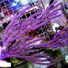 Purple Candelabra Gorgonian