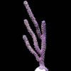 Purple Candelabra Gorgonian