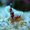 Sexy Anemone shrimp