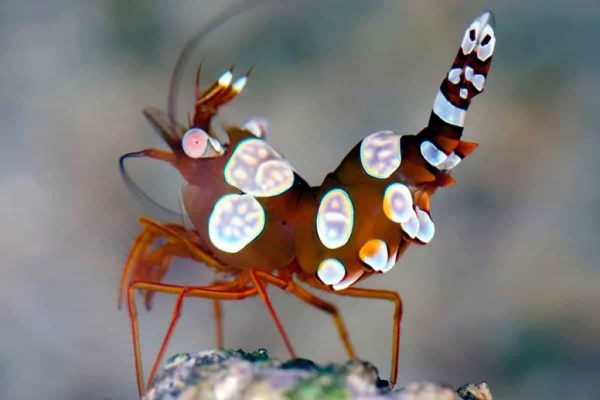 Sexy Anemone shrimp