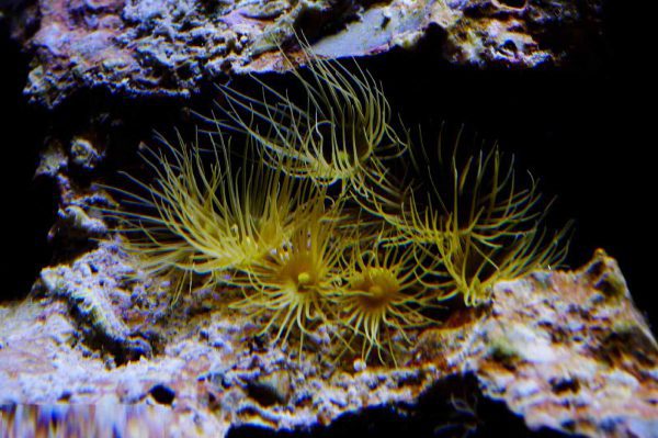 Yellow Colony Polyp