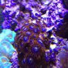 Fire and Ice Zoanthids