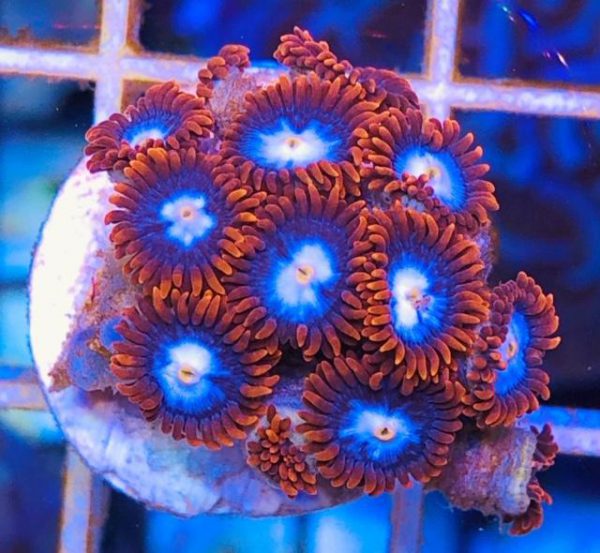 Fire and Ice Zoanthids