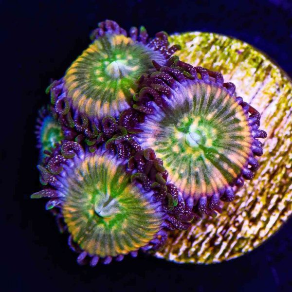 Funny Ds Zoanthids