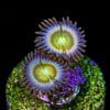 Funny Ds Zoanthids