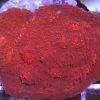 Chalice Coral red