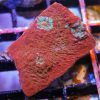 Chalice Coral red
