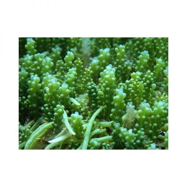 Grape Macro Algae
