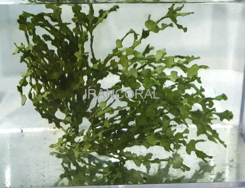 گیاه هالیمدا