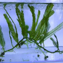Fern Feather Macro Algae