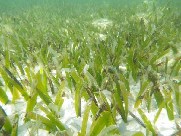 Algae turtle grass shoots