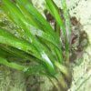 Algae turtle grass shoots