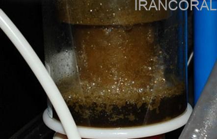 پروتئین اسکیمر C 5.5