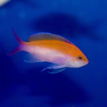 آنتیاس دو رنگ