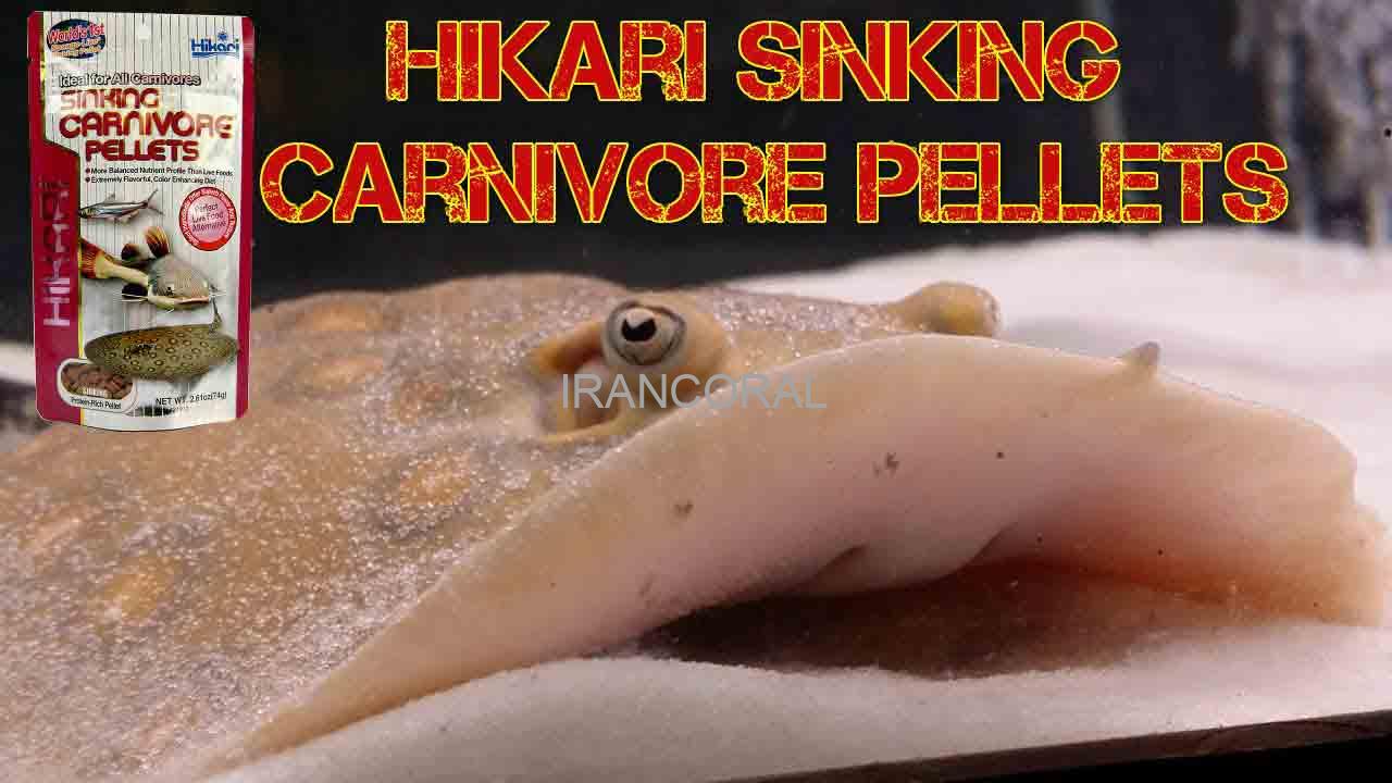 غذای زیرآبی ماهیان گوشتخوار کفزی