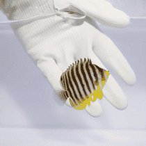 فرشته ماهی راه راه