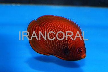 فرشته ماهی طلایی