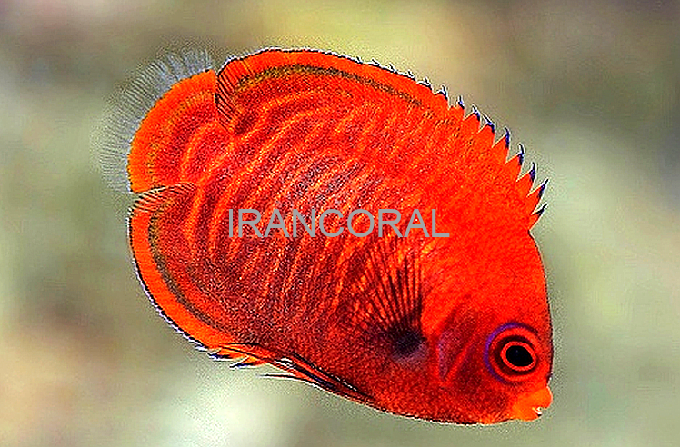 فرشته ماهی طلایی