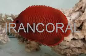 فرشته ماهی طلایی