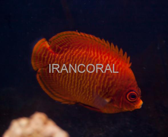 فرشته ماهی طلایی