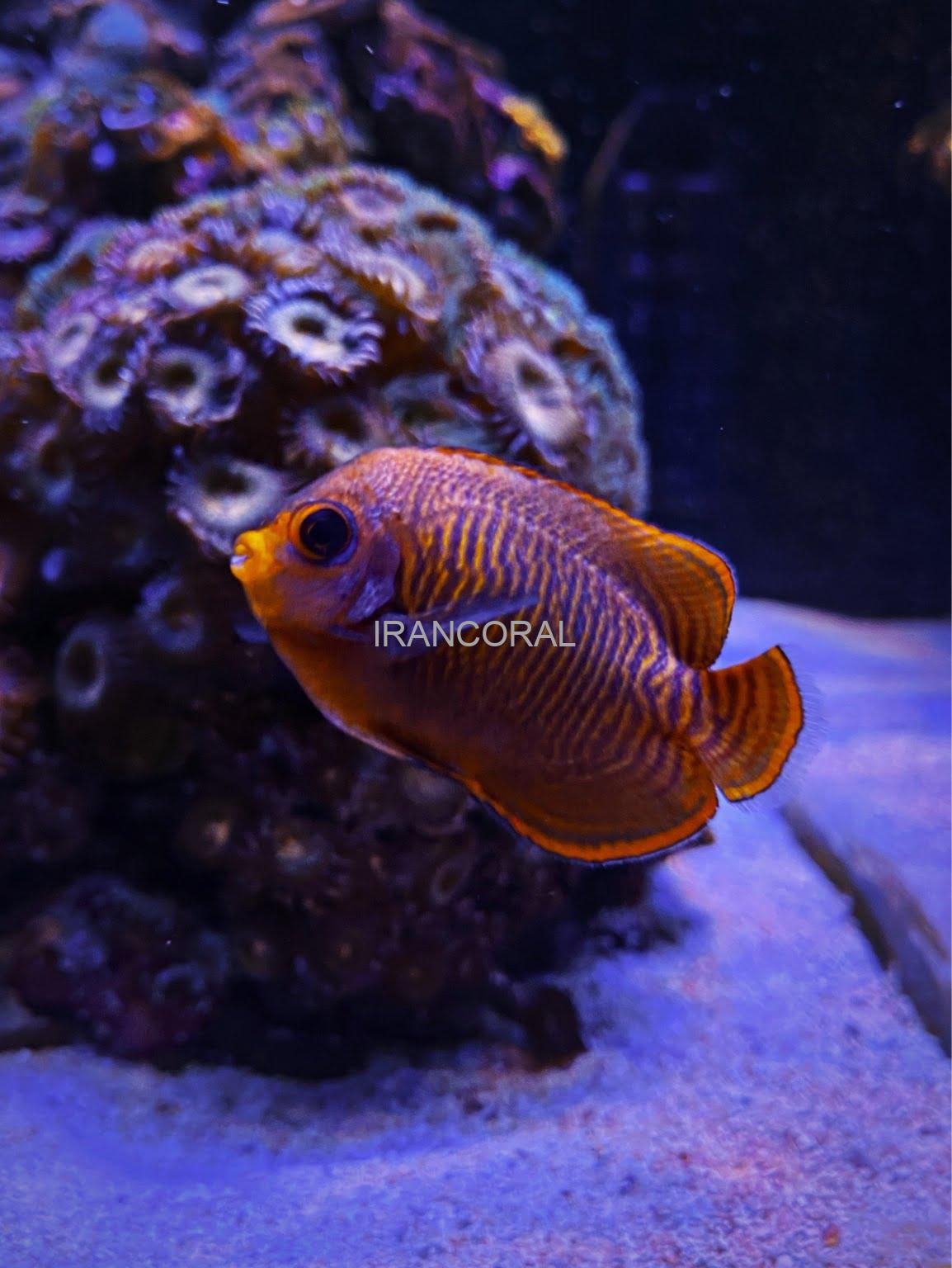 فرشته ماهی طلایی