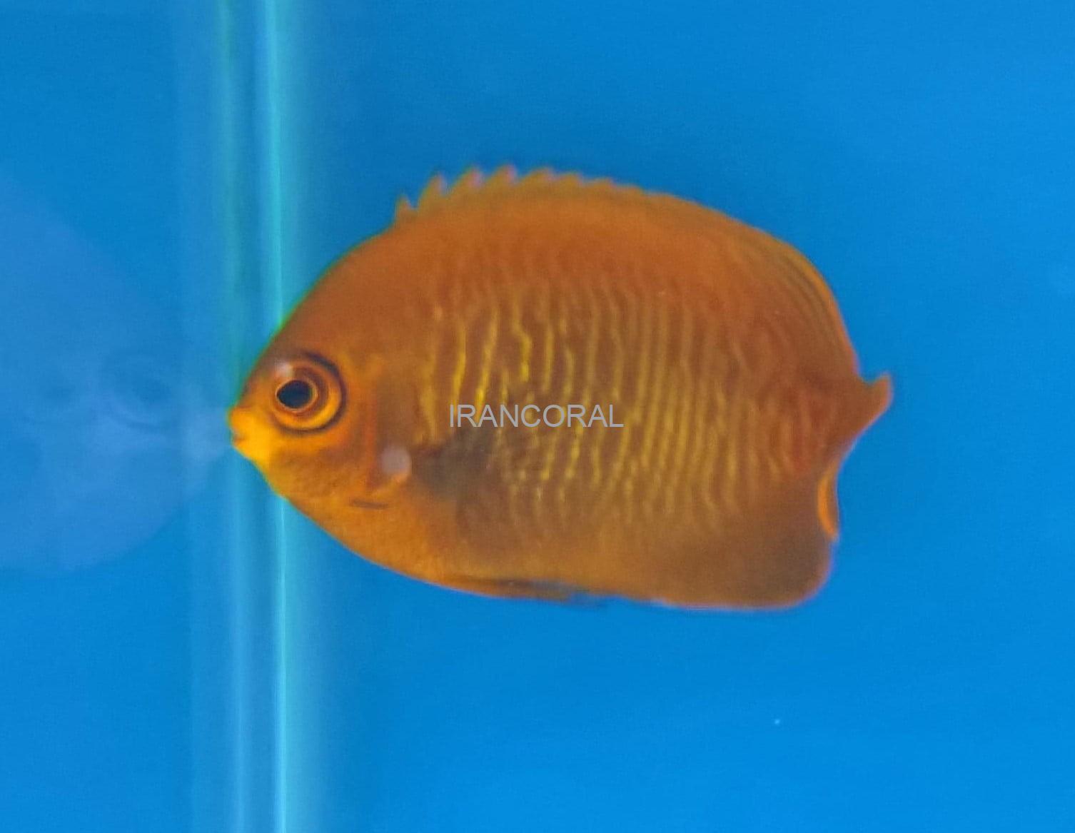 فرشته ماهی طلایی