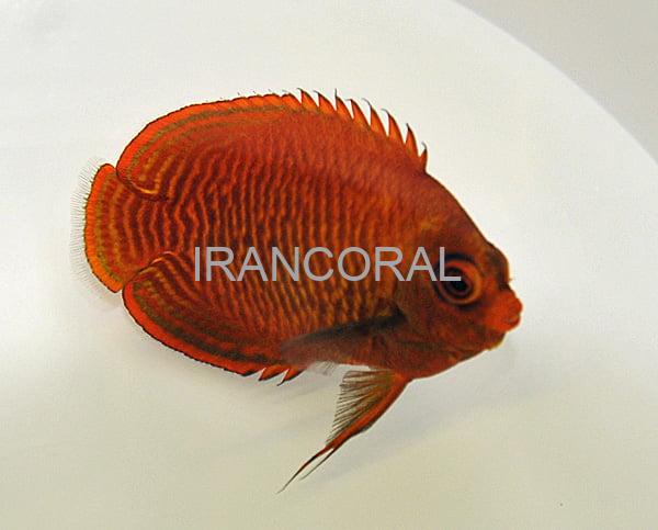 فرشته ماهی طلایی