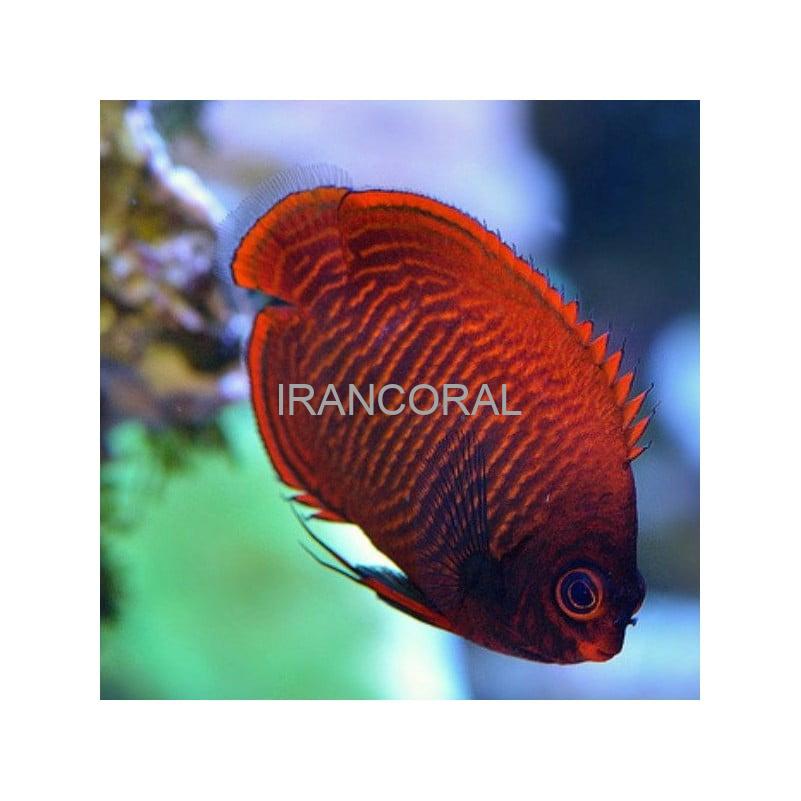 فرشته ماهی طلایی