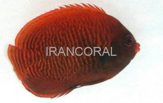 فرشته ماهی طلایی