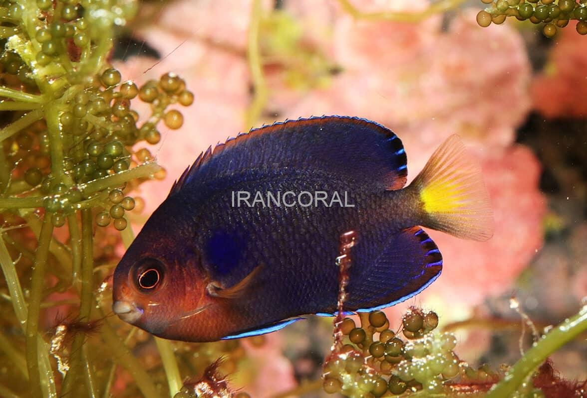 فرشته ماهی کوتوله دم زرد