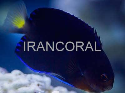 فرشته ماهی کوتوله دم زرد