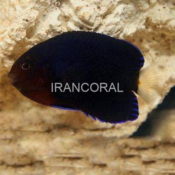 فرشته ماهی کوتوله دم زرد