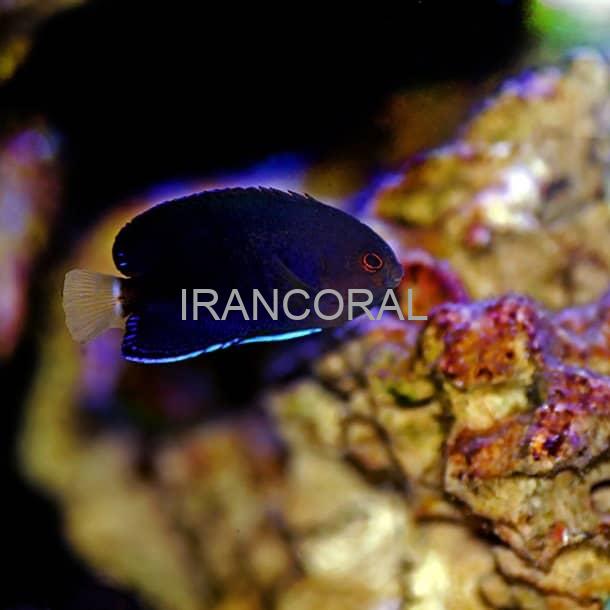 فرشته ماهی کوتوله دم زرد