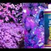 محلول بنفش کننده صخره پرپل آپ CaribSea Purple Up