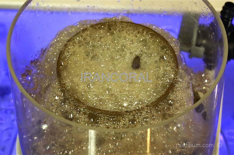 پروتئین اسکیمر داخلی SC 1456