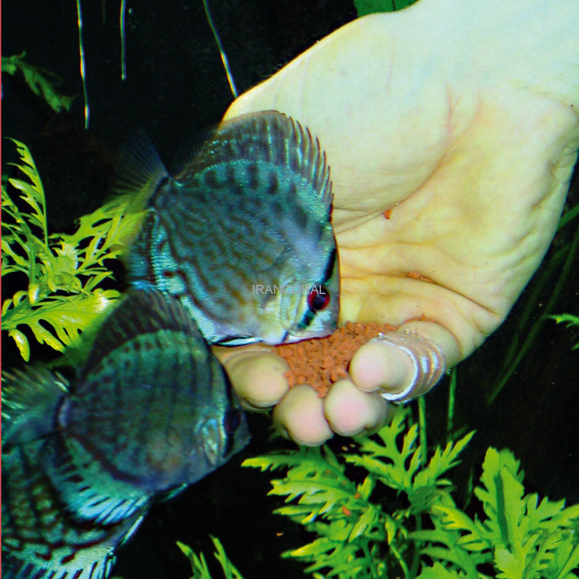 غذای دیسکس نووبیتس