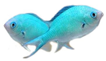 5 دلیل تلفات ماهی ها در آکواریوم